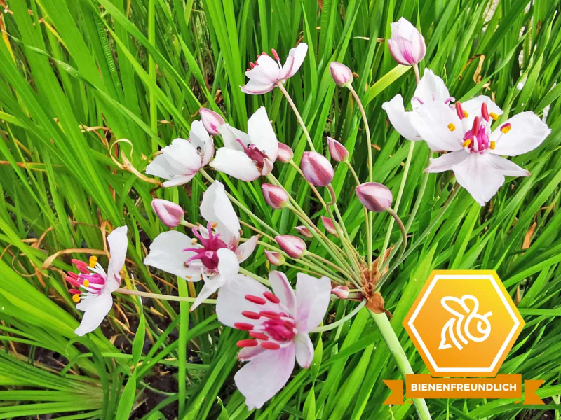 Butomus umbellatus - rosa Schwanenblume